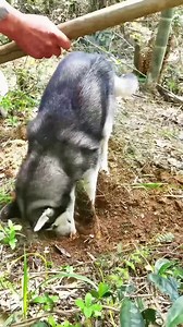 Very helpful husky - - - #huskyphotography, #huskygirl, #huskypicoftheday, #huskypics, #huskypack | Life With Husky
