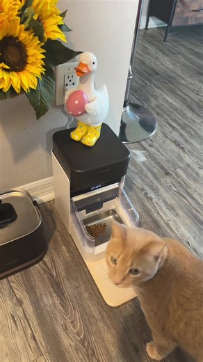 Automatic RFID Cat Feeder for Multi-Cat Households