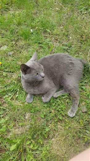 SHES SO CUTE #helpmemakethismakesense #relatable #animal #cat #cute #funny #fypシ゚viral