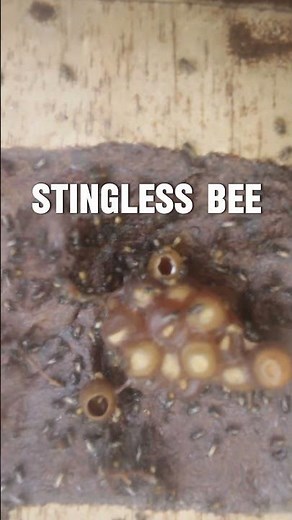 starting to fill with honey#honeybeesting #stinglessbee