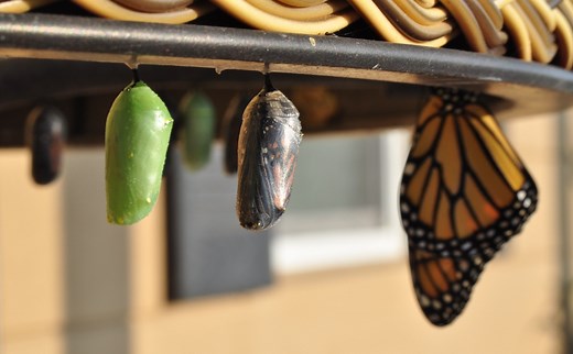 The IDEAL Framework - Ideal