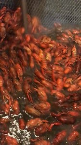 3K views · 78 reactions | We're boiling Louisiana Crawfish! Hot from the pot, 10lb special $2.79/lb. Live Crawfish $1.99/lb. Available daily 11am-7pm, while supplies last. | Rouses Markets | Facebook