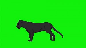 2d Animation Of Grey Tiger Walking And Crossing With Green Screen Background
