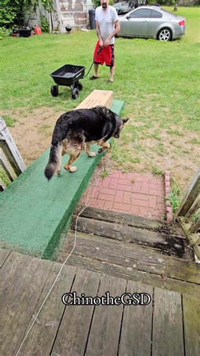 ChinotheGSD: Funny and Frustrating DIY Ramp building with German Shepherd