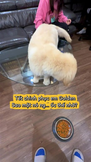 Chinh phục chó Đần, Tết đến mà lên tận bàn ngồi thì chịu 😅 #tet #mrlau #huanluyencho #nammoi #golden #daychodivesinh