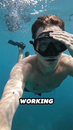 This Small Octopus Has No Cure for Its Bite #shorts #ocean #danger