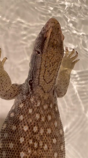 Baby Savannah monitor is bigger!!! #savannahmonitor #lizard