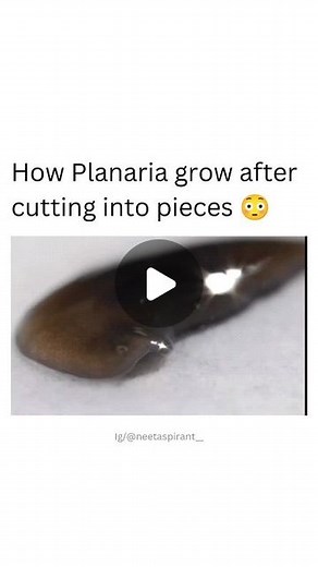 Science | NTA | NEET-25 Motivation 💡 on Instagram: "Planarians are tiny googly-eyed flatworms with an uncanny ability. They can tear themselves in half and regrow complete bodies. They can also retain memories despite decapitation. And if you chop them into little pieces, each piece will start acting like a perfectly intact worm 🪱 Follow (@neetaspirant__) For more informative posts 🎥 Credit: Deep Look/YouTube /@kqedscience Download Science/PCB handwritten notes from telegram : Neetquestionpap