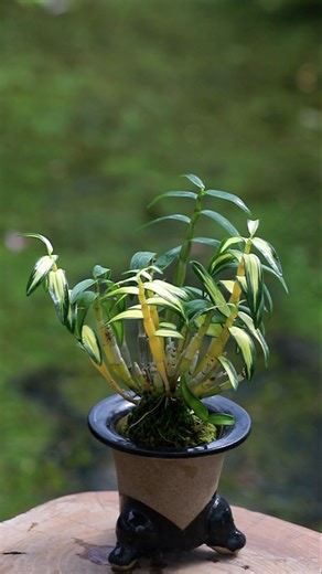 ​A plain orchid developed beautiful variegation / Den. moniliforme