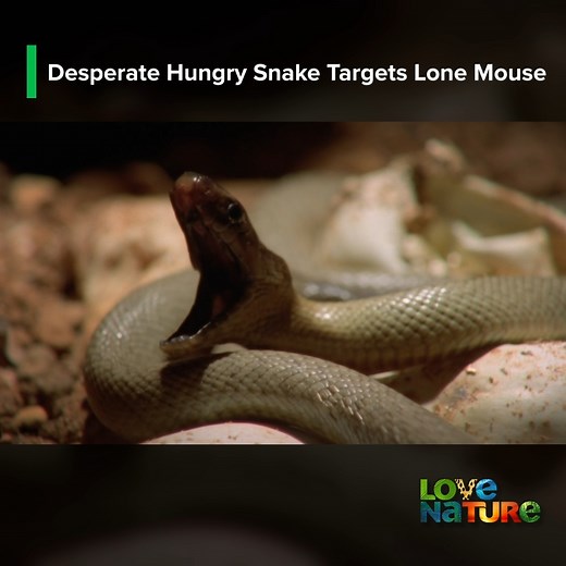 This is the story of how Australia's snakes evolved, over millions of years, to thrive and become dominant predators in every ecosystem on one of the harshest and most extreme continents on earth. #Snake #Snakes #Mouse | Love Nature