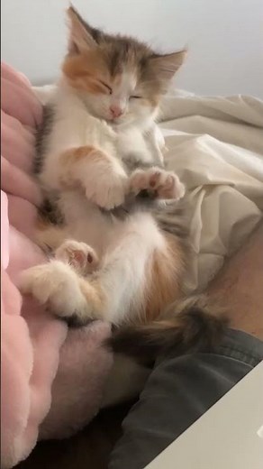 ADORABLE Baby Animal Videos | 20+ Minutes Of Cute Baby Animals