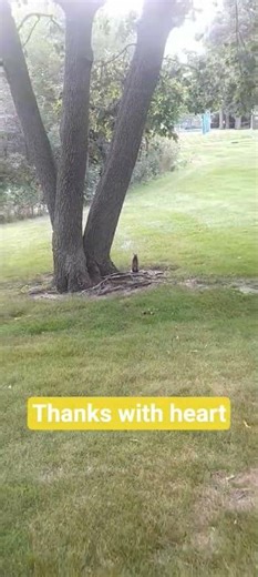 Squirrel cool movement.