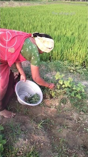 🌀 kazhunikku polama 🌴🌾#village#farming#trending#viral#food#villagelife#shorts#minivlogs
