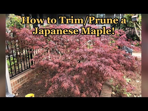 How to Prune & Trim a Japanese Maple Tree (Weeping Variety)