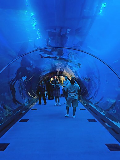Exploring the Dubai Aquarium: Underwater Wonders