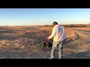 Channel Blinds - Retriever Training Drill