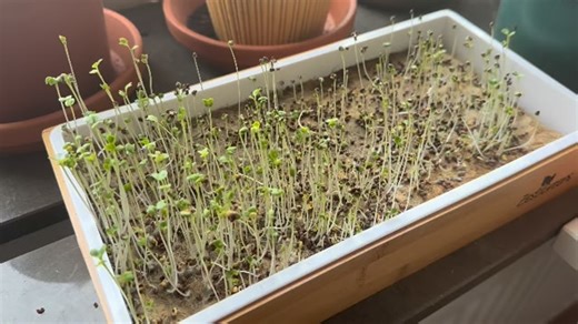 When my garden is slowing down for the season, I turn into a sprout farmer. They’re cheap, they grow faster than my patience in winter, and all three kids actually eat them (miracles do happen). #SproutLife #WinterGardener #TinyFarmBigDreams #HealthyKids #IndoorGardening #indoorgarden | The Zero Waste Family