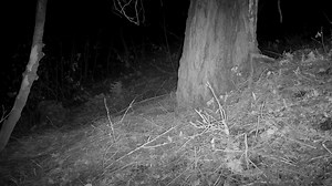 Volume up! Listen to these vocalizations. Mountain lion family members will chirp to communicate with each other. This high pitch call travels well over a distance and helps keep the mother and cubs together. | Utah Mountain Lion Conservation