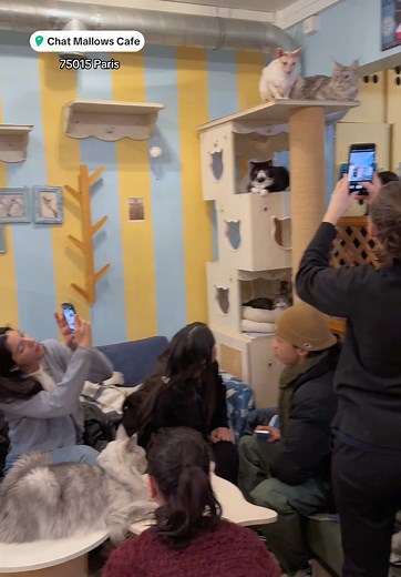 Bar à Chats à Paris : Un Café Atypique à Découvrir