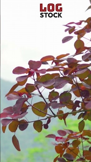 Nature Leaves Tree Colorful | Free Stock Videos For Commercial Use | Free Footage Video Background
