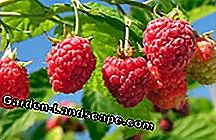 Lifestyle: Raspberry Beetle Fight - 3 effective tips presented | 2025