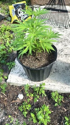 Outdoor autoflower update 🪴🔥 blueberry kush 🍃 #strngseeds