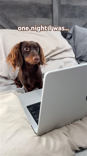 her search history cooks #minidachshund #puppy #dachshundpuppy #dachshund #cutedog #funnydog #dog