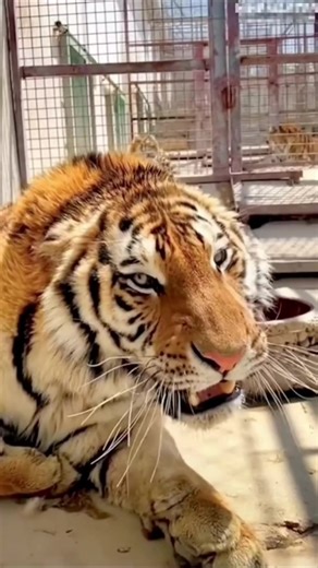 #tiger Wild Tiger Power 🐅🔥 | Amazing Tiger Moments #shorts Here’s a complete YouTube Shorts setup for your tiger video 🐅 🎬 Title Wild Tiger Power 🐅🔥 | Amazing Tiger Moments #Shorts 📝 Description Watch the incredible strength and beauty of the tiger in this short video 🐅🔥 Don’t forget to like 👍, share 📤 and subscribe for more amazing animal videos! 📂 Section (Category) Pets & Animals 🔖 Tags tiger, wild tiger, tiger video, tiger short, tiger attack, bengal tiger, big cat, wildlife, ju