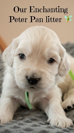 16 reactions | ✨ The Peter Pan Litter Turns 4 Weeks Old! ✨ It's so...