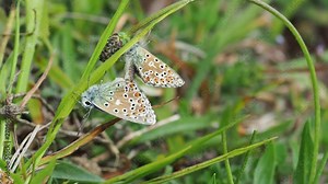 Adonis blue (Polyommatus bellargus) butterflies mating. Stock Video
