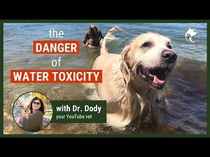 Pet Emergency: Water Toxicity in Dogs