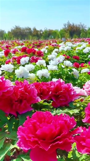 “Dreamy Pink Rose ✨”*“Next Level Rose Beauty 💜🌹💐#flowers #rose 🌹🌹#shortfeed