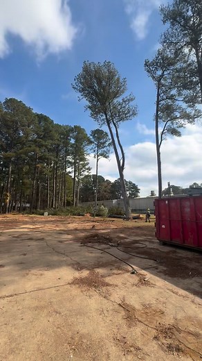 Working on a project currently! A guy called and said he needed 15 of these pine trees cut down so we obliged! Let us know how we can assist you! We climb, we cut, we haul. If you’re a property owner or business owner, a landscaper or tree service, etc. we have services that can meet your needs! | Splinter Tree Co. LLC