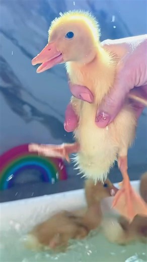 Enough entertaining swimming! It’s time to sleep! #duck #funnyducklings #ducks