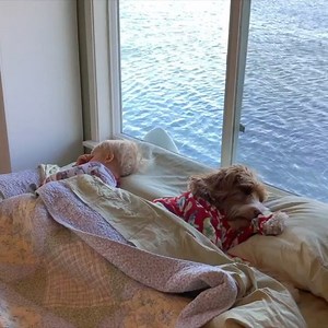 5.5M views · 59K reactions | Morning routine - making lattes with my Little Buddy. ☕️ It’s been 4 years since then; Much has changed, but thankfully much has stayed the same. Sharing lattes with Buddy is still a favorite. ☕️ | Reagandoodle | Facebook