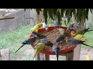 REPAS DE #PERRUCHES ONDULEES - #BUDGIES #SONG