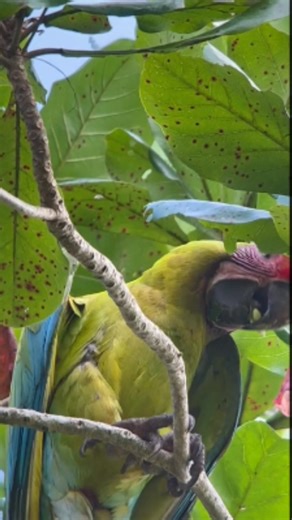 Great Green Macaw Ara ambiguus Colombia 🇨🇴 | North Africa Parrot Services