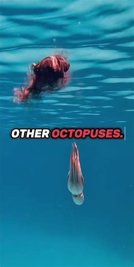 The Genius "Alien" Living In Our Ocean (5 Plot Twists)