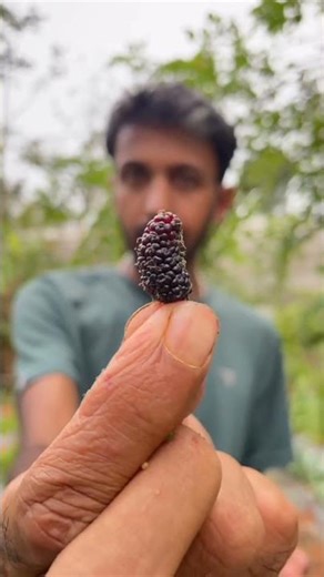 Normal Mulberry vs. Himalayan Mulberry