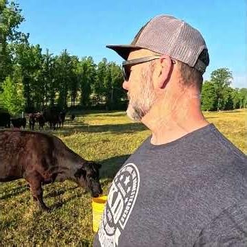 Why Do Cows Love Buckets So Much?