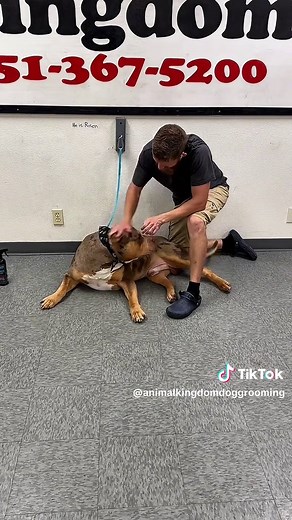 Loki the American Bully XL: Grooming & Favorite Moments