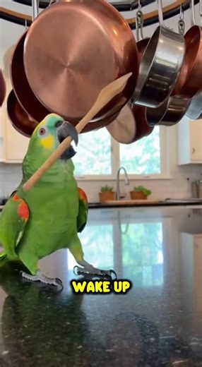 This Parrot Is the Loudest Alarm Clock 🦜🥁🤣#talkingparrot #parrots #parrotlover #babylove