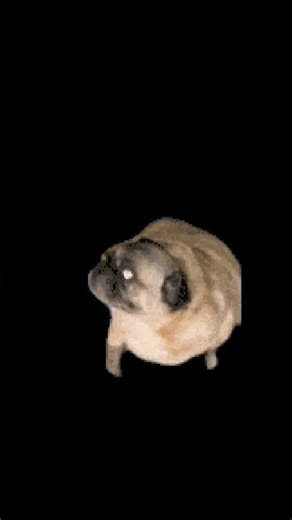 Flor The Pug Dances To Jungle Junction End Credits Remake