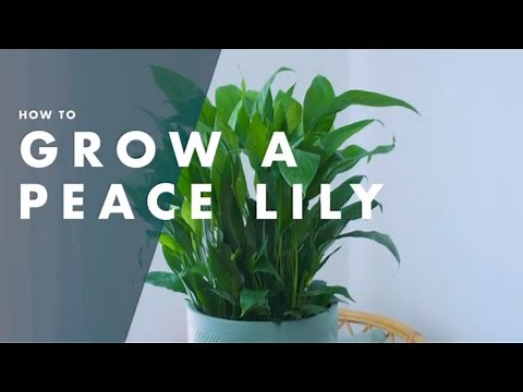 How To Care For A Peace Lily - Bunnings Warehouse