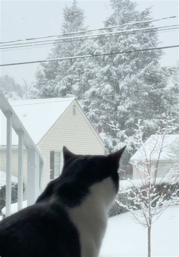 Snowfall . . . . . #snow #cat #cutecat #snowfall #wintervibes
