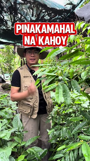 Understanding the Agarwood Industry and Its Pricing
