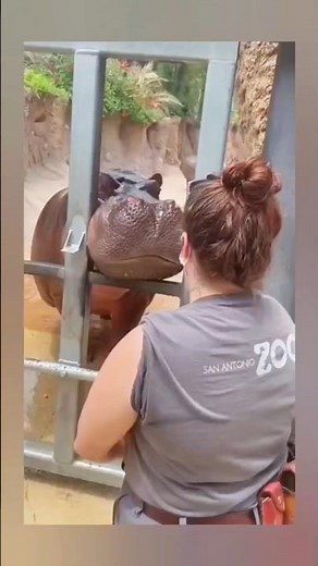 How does a hippo really eat its food? 😱 #shorts #hippo