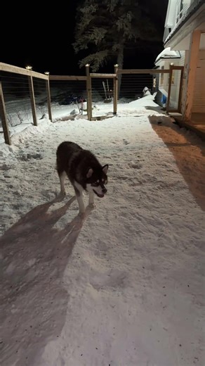 Are You The Big Bad Wolf?? 🐺😂 #wolf #husky #alaskanmalamute #malamute #dog #short