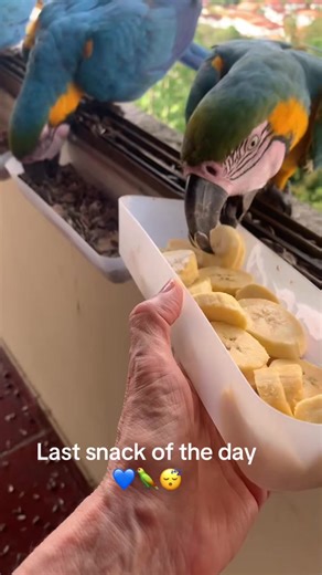 Blue the Macaw's Evening Snack