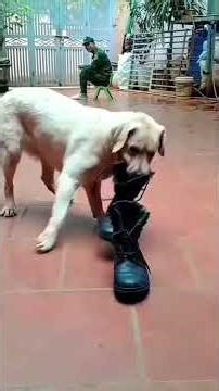 Huấn luyện chó tìm kiếm cứu nạn. ĐT: 0358308277